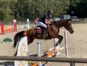 Hongre 4 ans CSO