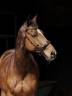 Bridon Hackamore