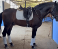 EL BOSS;Le cheval qui redonne confiance