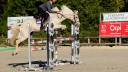Jument 7 ans Palomino ISH