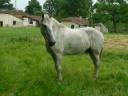 Cheval de loisirs