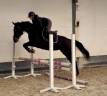 Jolie jument de 5 ans +- 1m60
