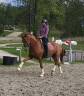 Super hongre 7 ans par Sezuan niveau St Georges