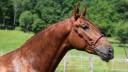IMPERIAL - PRE 3 ans, cheval d'avenir
