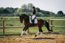 Elegante Jument 6 ans Lusitanien X KWPN Dressage