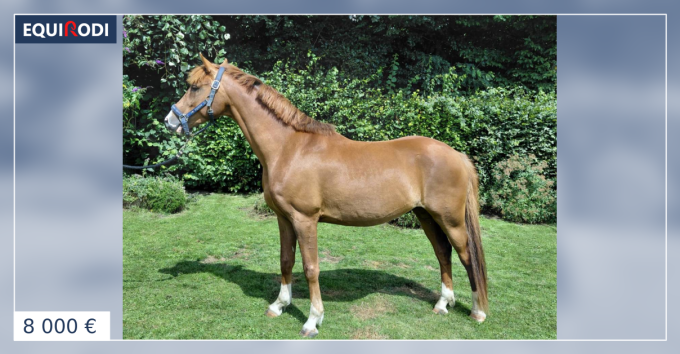 Kupidon Millenium PFS 5ans (960537) | Acheter ce cheval