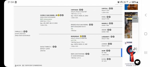 Jument poulini&egrave;res origines exceptionnelles!