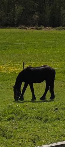 Cherche personnes pour demi pension 