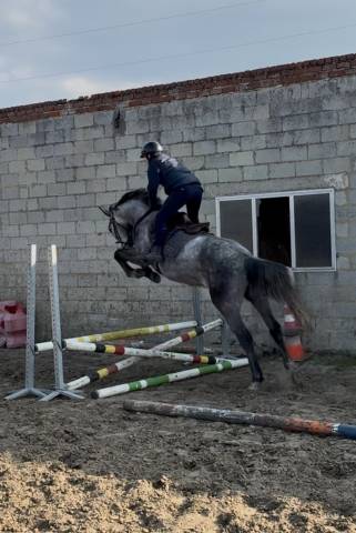 Super cheval de 4 ans 