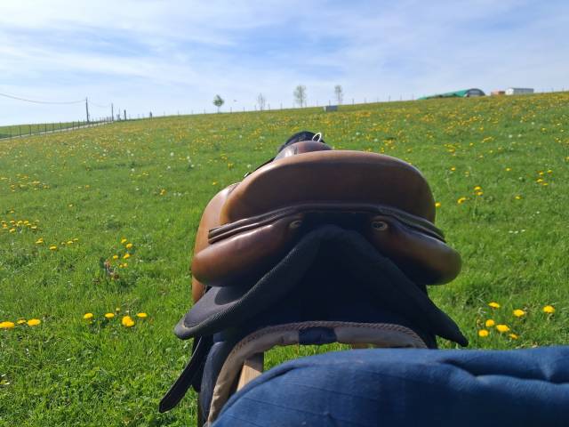 Selle signature antares