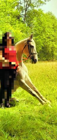 CHEVAL OC ESPAGNOL X PORTUGAIS 