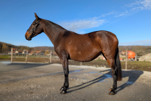 Embajadora MP II, un mental en or