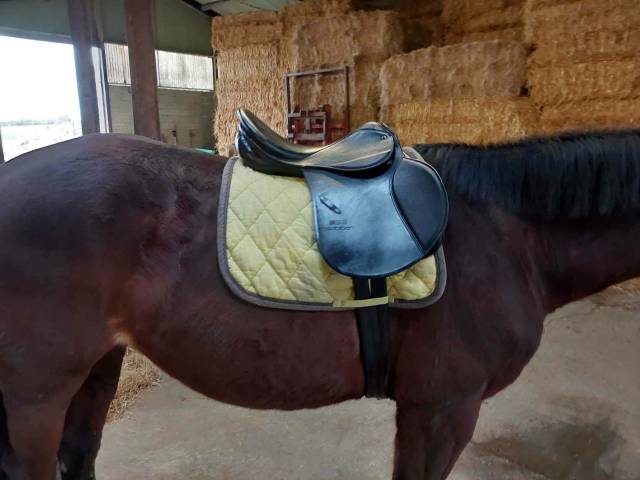 Selle Stubben Scandica