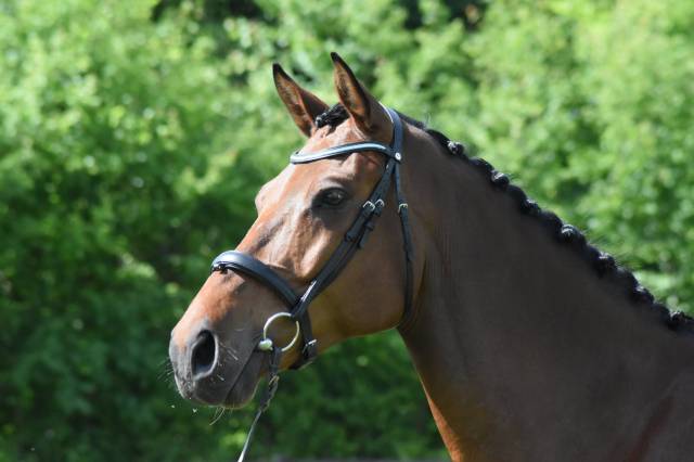 Chic hongre holsteiner 8 ans