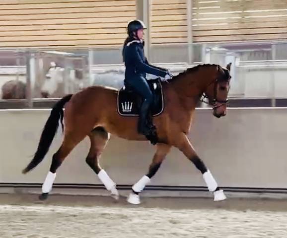 Magnifique hongre de dressage 4ans 