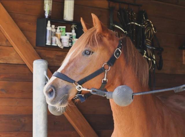 Ponette PFS - 4 ans (dispo en septembre) 