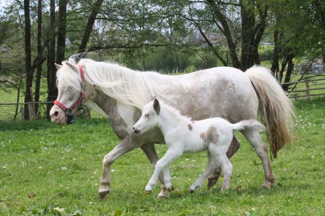 Poulain miniature / jument avec poulain 