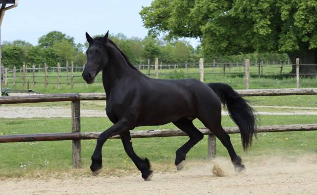 Madline Jument Arabo-Frison  a vendre  14 ans