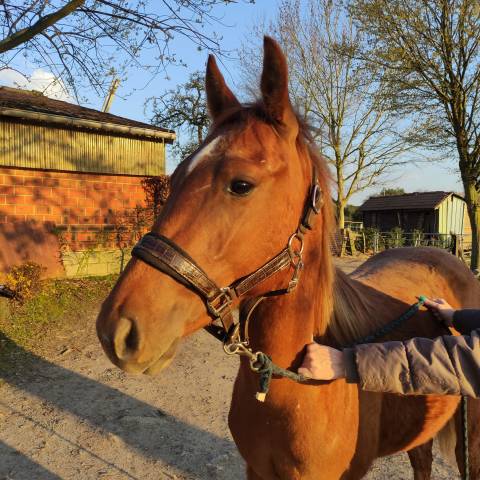 Poulain (hongre) Quarter crois&eacute; paint horse