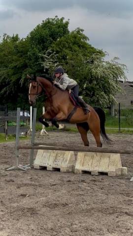 Chevaux a vendre