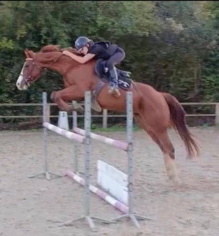 Vends paint horse pp