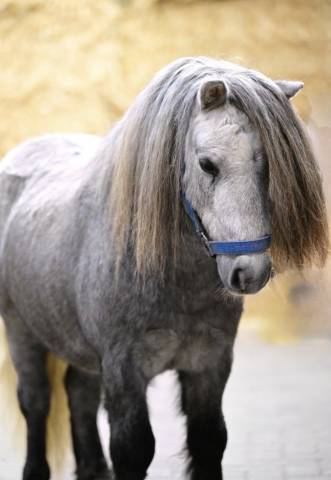 Male shetland. 