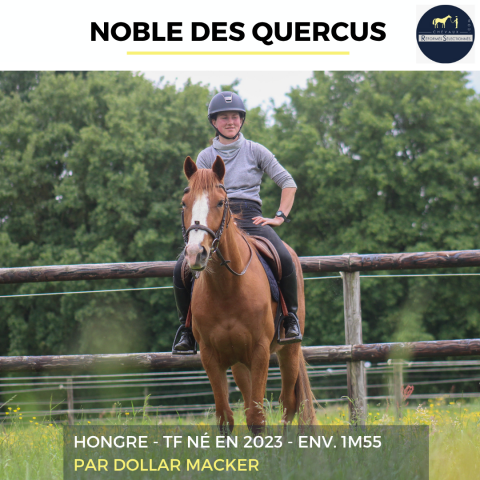 NOBLE DES QUERCUS - TF - 3 ANS