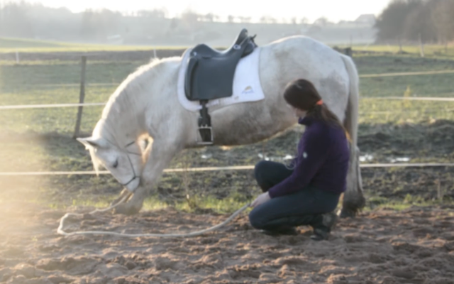 Selle Zaldi dressage 17,5