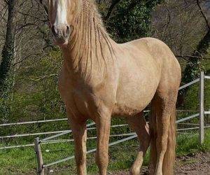 TANGO: Ib&eacute;rique PALOMINO &agrave; la vente en France 