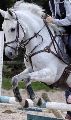 Collier de chasse + martingale Time Rider 
