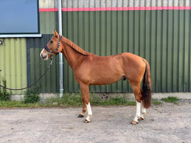 Hongre de 5ans 162&rsquo; par Chacco White x Questions