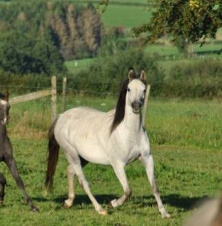 Magnifique Welsh B