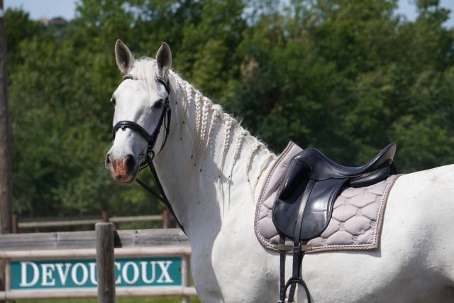 Hongre - Lipizzan - 8 ans - Dressage / Amateur - France