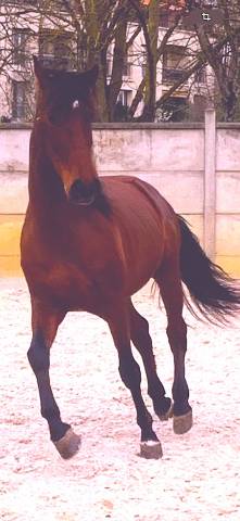 Cheval Espagnol