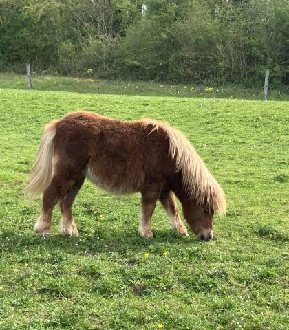shetland PP