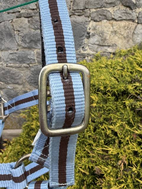 Licol taille shetland