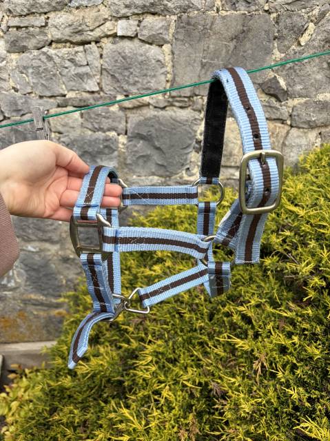 Licol taille shetland