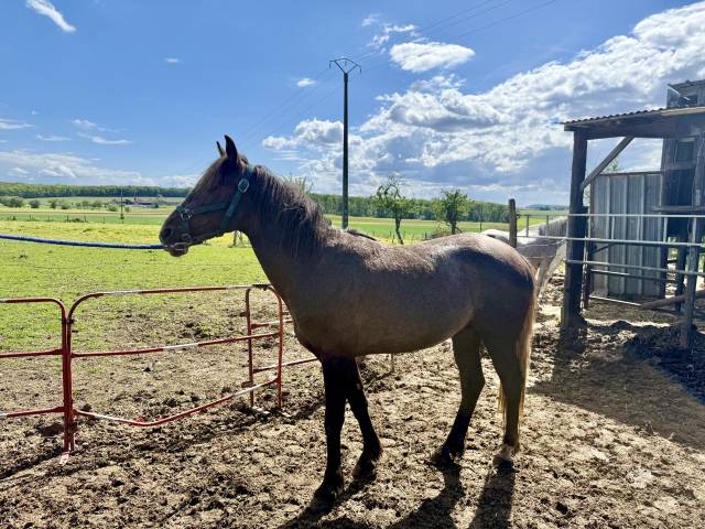 Vend Cheval Arabe Barbe 32 mois