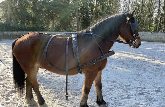 Harnais d&rsquo;attelage taille cob
