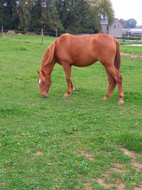 JEUNE JUMENT PRE - 2 ans