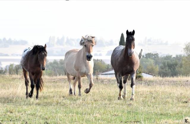 poste de moniteur d'&eacute;quitation