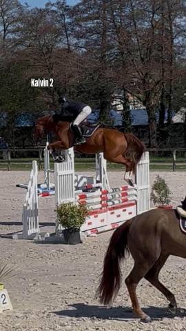 Cheval pour faire les 7 ans 