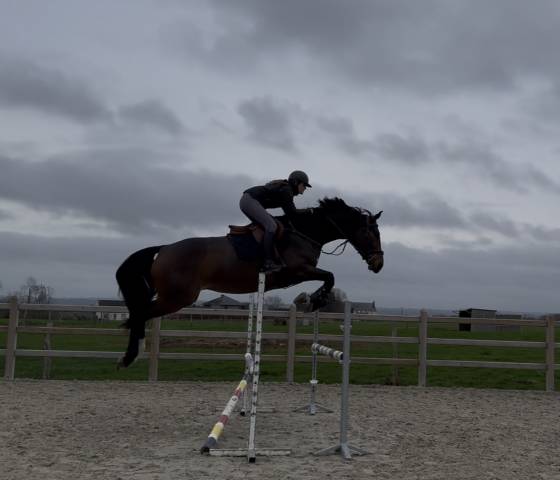 &Agrave; vendre, cheval SBS de 5ans 