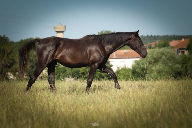 Hongre de 3 ans par Balou du Rouet - Direct &eacute;leveur 