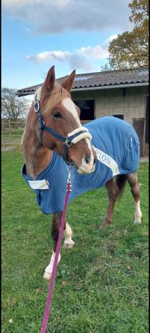 Ponette &agrave; vendre 