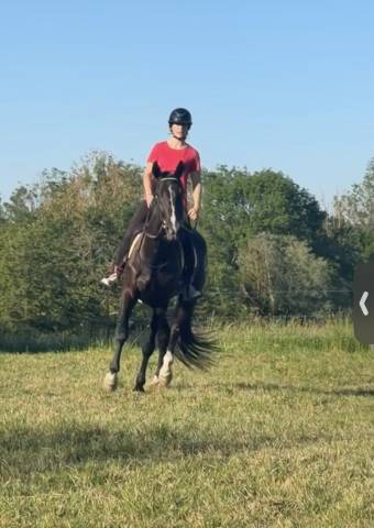 Mister 4ans trotteur fran&ccedil;ais 