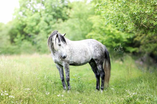 &Eacute;talon Lusitanien - 10 ans - &agrave; vendre