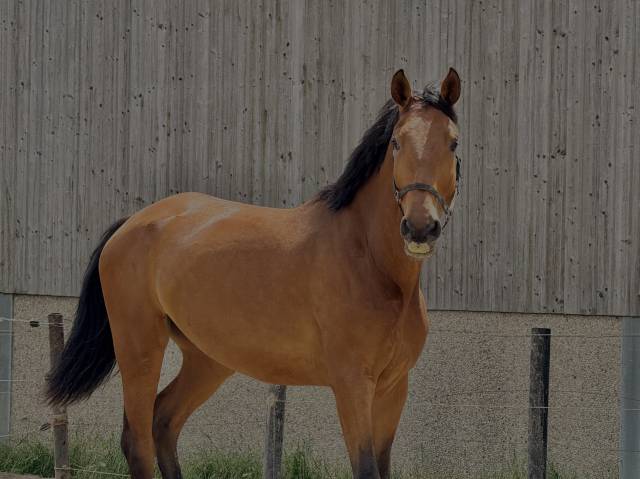 Jeune cheval d&rsquo;avenir , polyvalent et bien dans sa t&ecirc;te