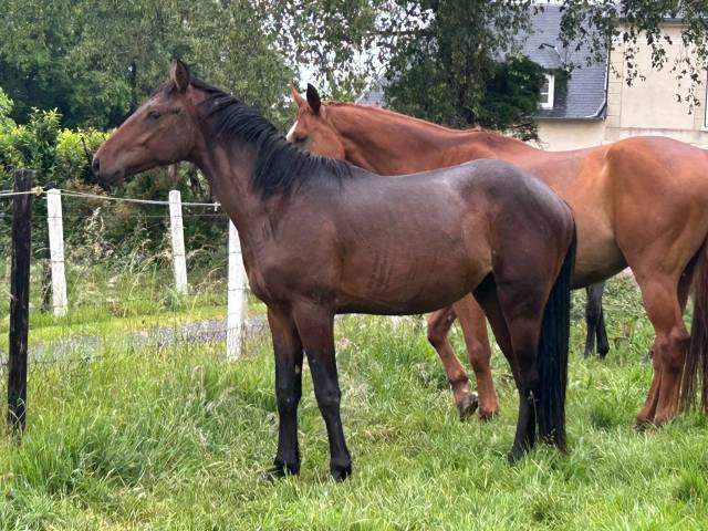 Magnifique male de 2 ans 