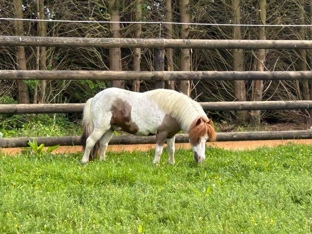 Magnifique poney de 11 ans 